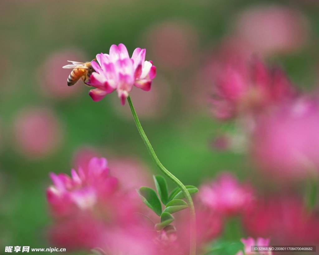 蜜蜂采红色的花