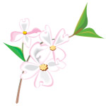 花卉