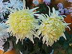 金秋 菊展 菊花