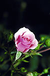 鲜花