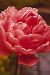 鲜花