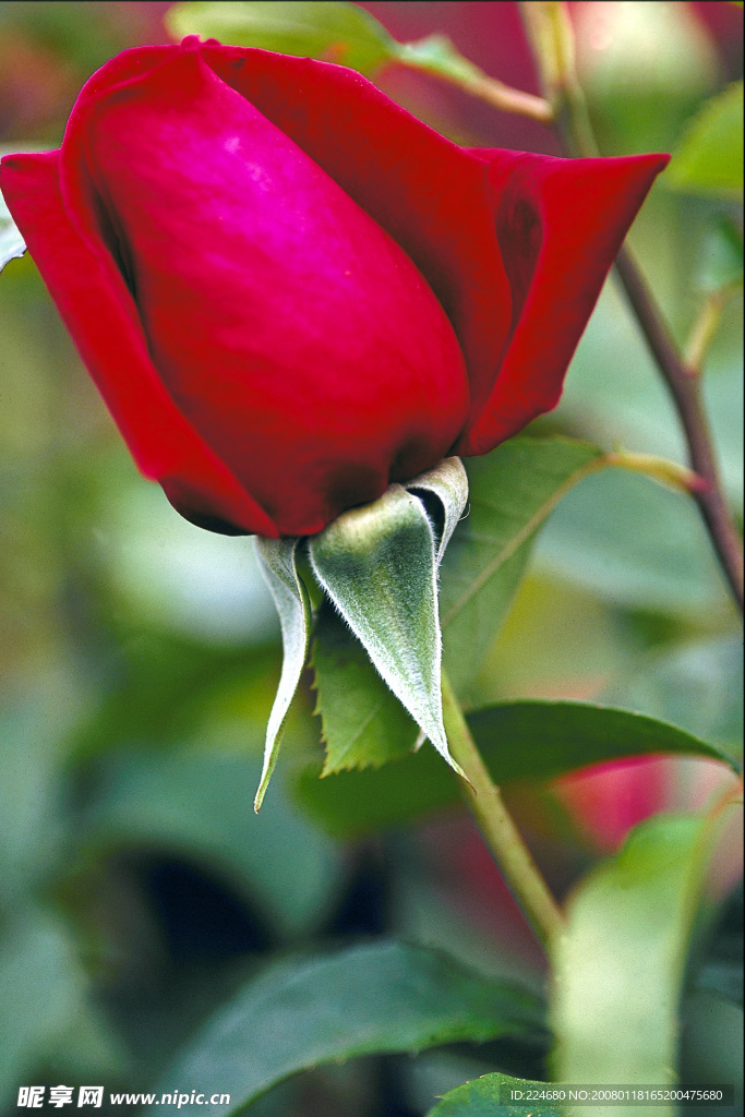 鲜花
