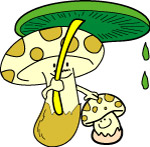蘑菇