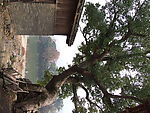 古樟树