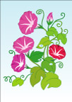 矢量牵牛花