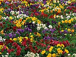 繁花似锦