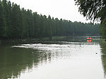 水上森林