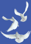 三种造型的白鸽