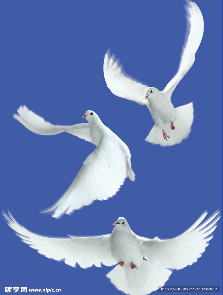 三种造型的白鸽