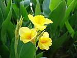 鲜花