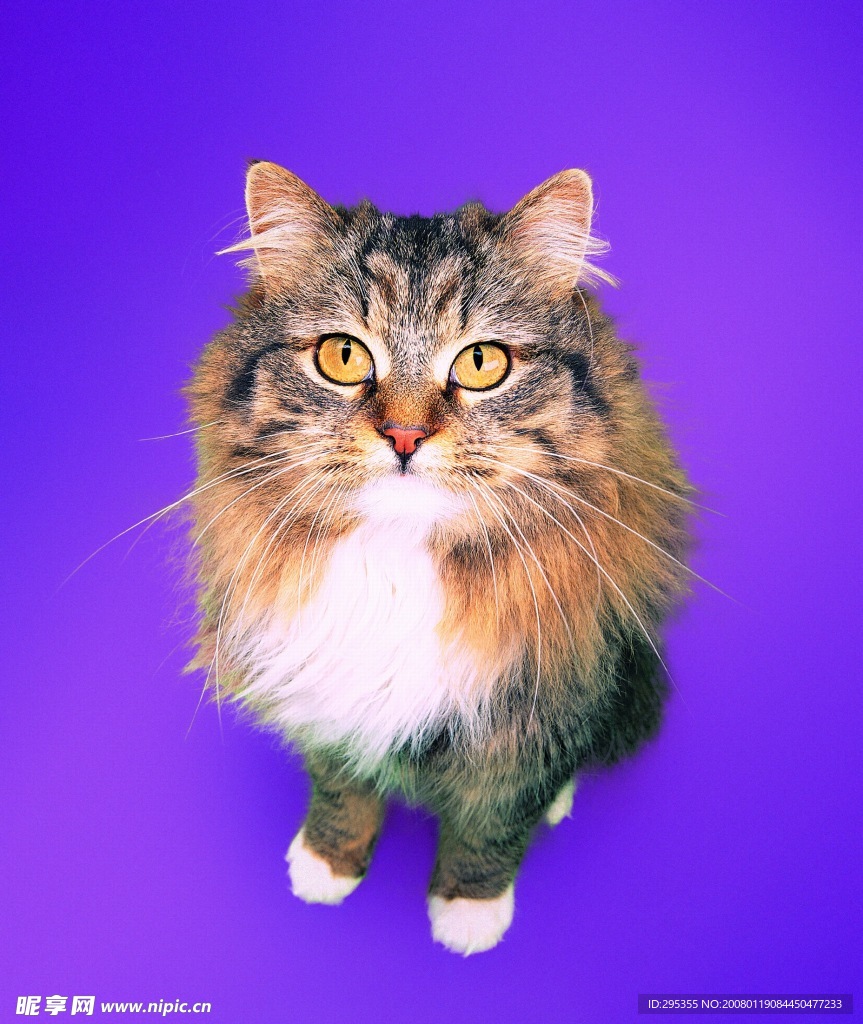 可爱的猫