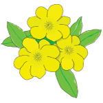 花卉