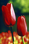 鲜花