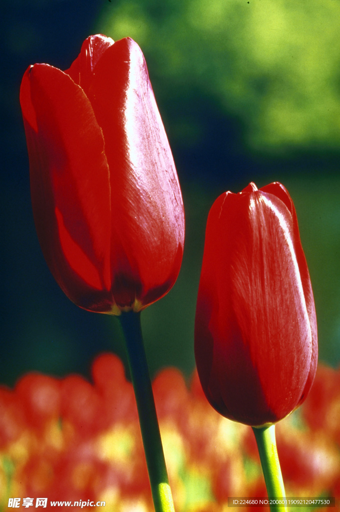 鲜花