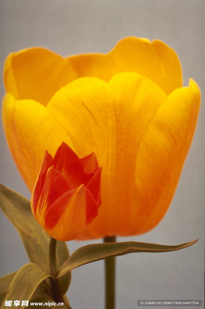 鲜花