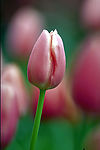 鲜花