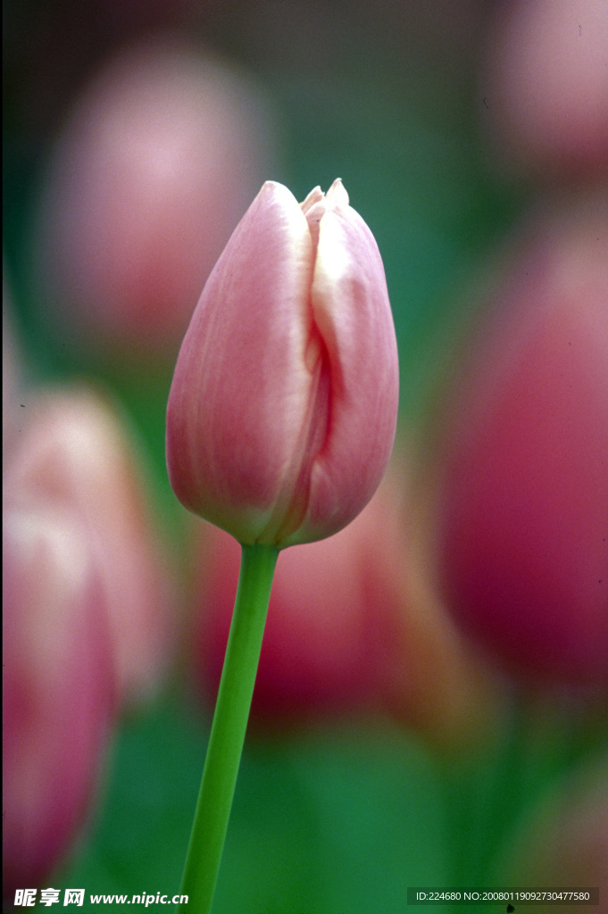 鲜花