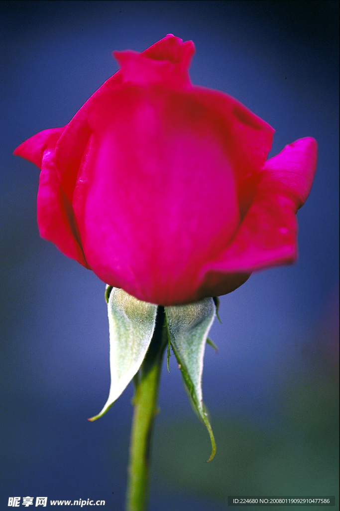 鲜花