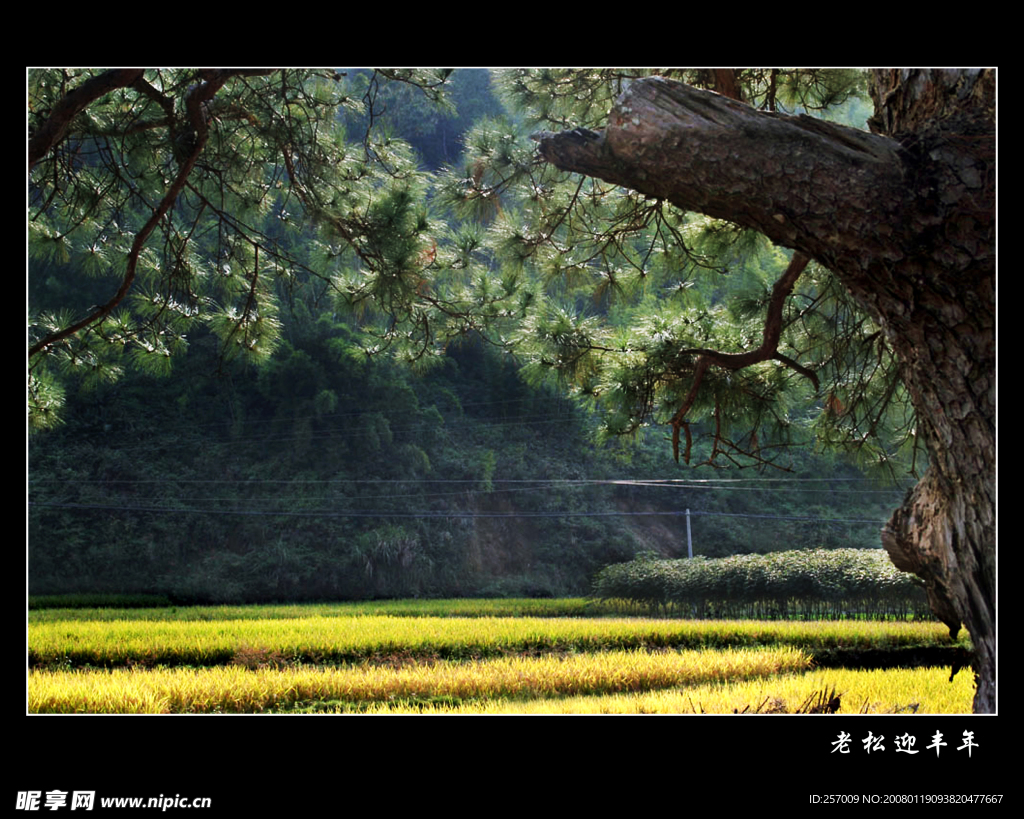 老松迎丰年