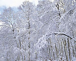 冬天雪景