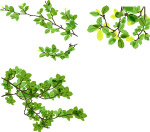 矢量植物素材
