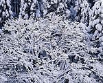 冬天雪景