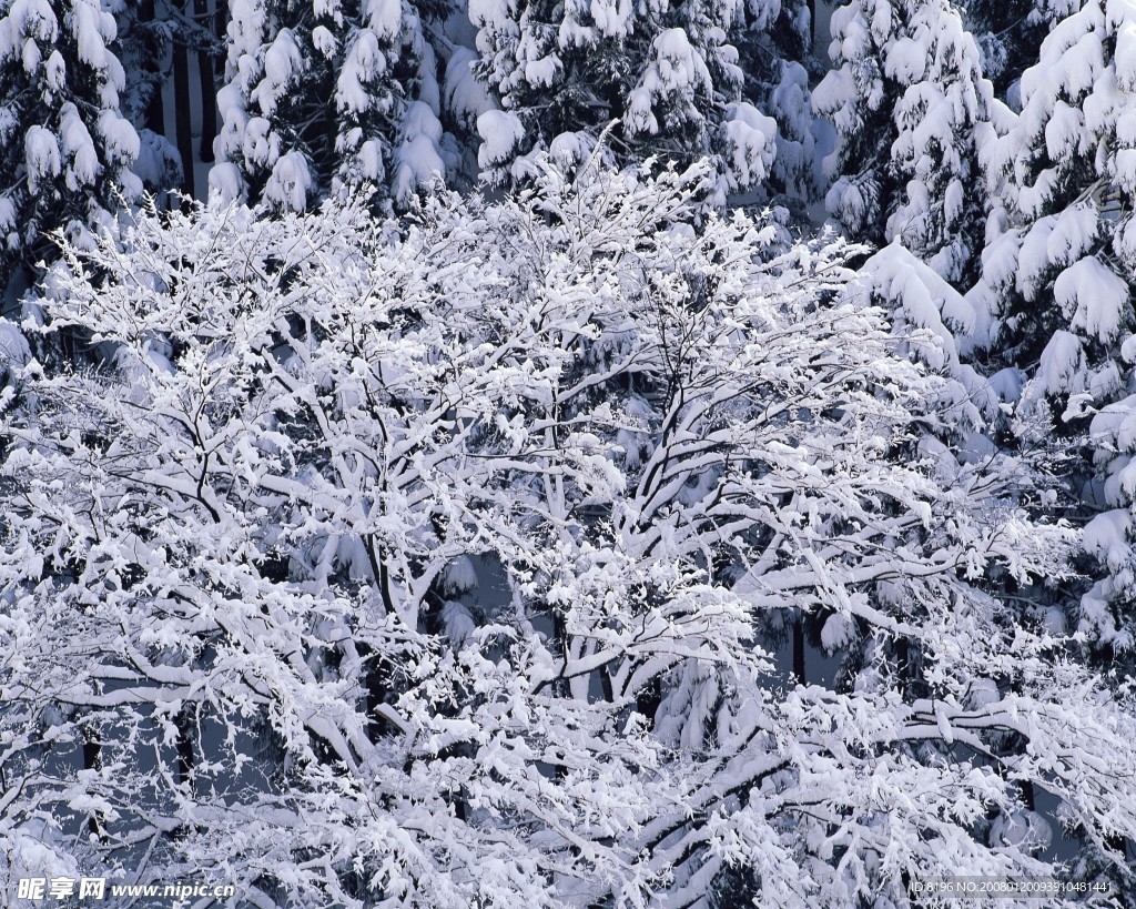 冬天雪景