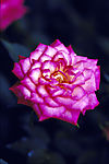 鲜花