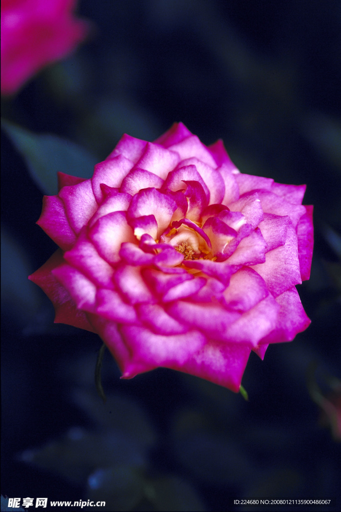 鲜花