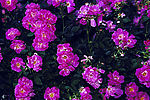 鲜花