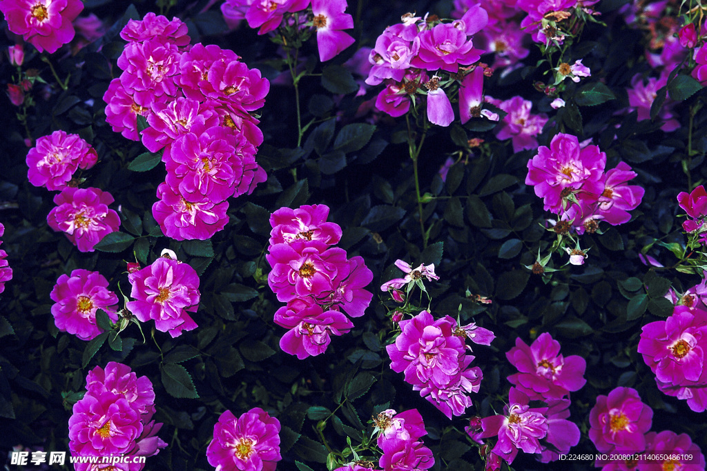 鲜花