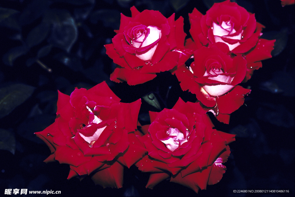 鲜花