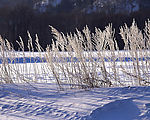 冬天雪景