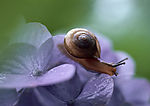 蜗牛