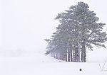 冬天雪景