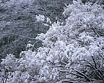 冬天雪景