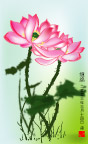 夏日缠绵荷花