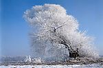 冬天雪景