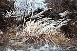 冬天雪景