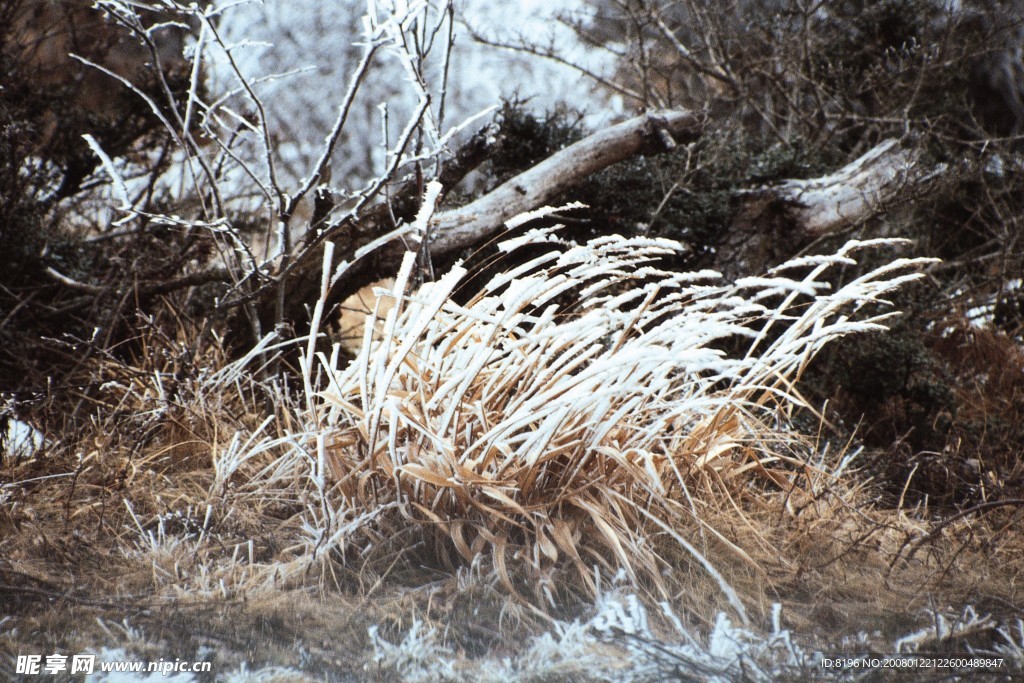 冬天雪景