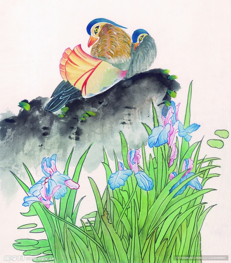 鸟类