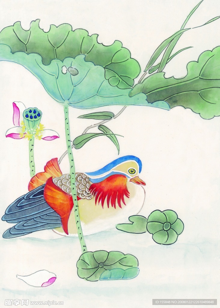鸟类