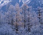 冬天雪景
