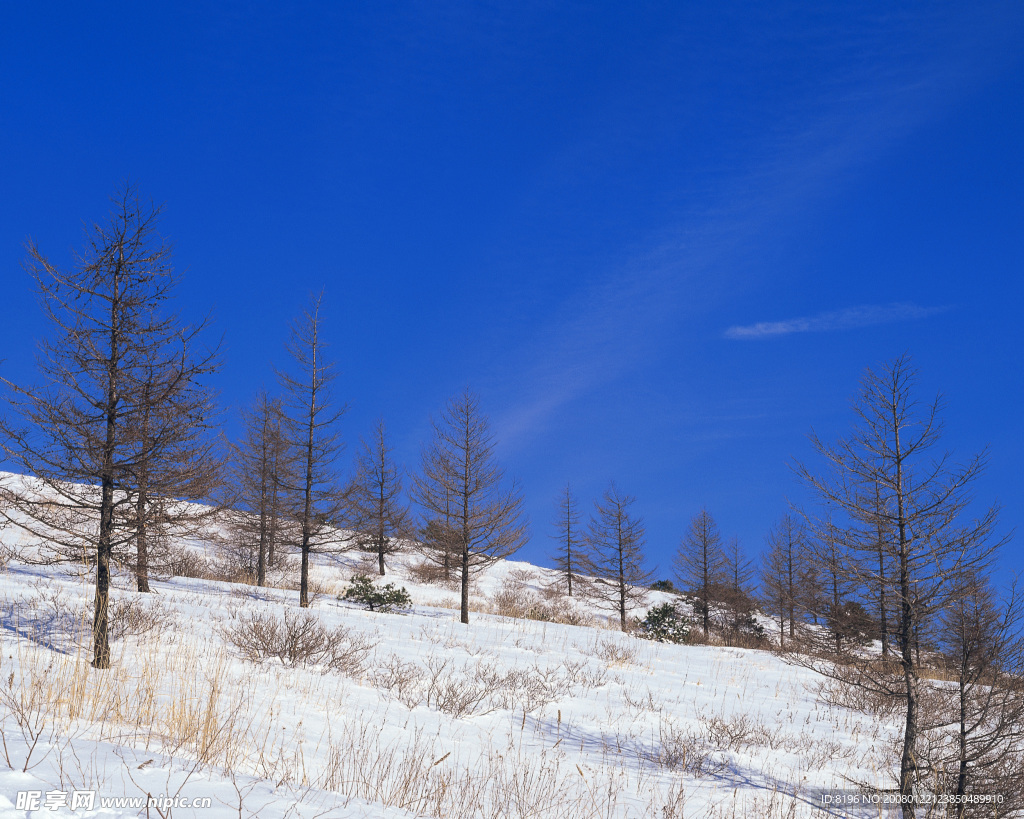 冬天雪景