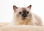 黑脸猫
