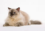 可爱之猫 023