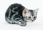 黑白花猫