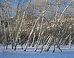 冬天雪景