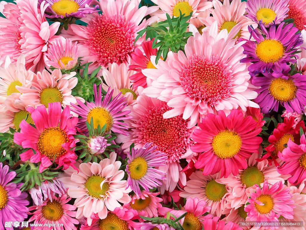 鲜花素材（高精）