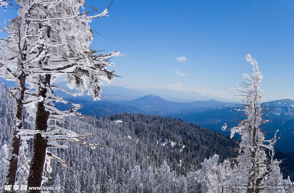 雪松
